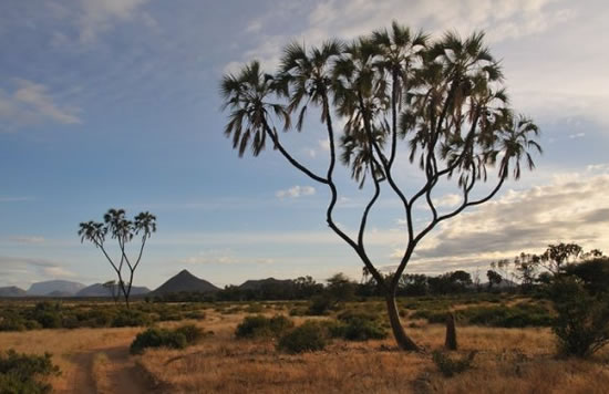 Samburu Landscape